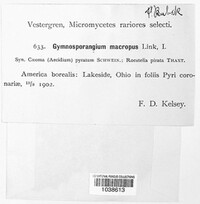 Gymnosporangium juniperi-virginianae image